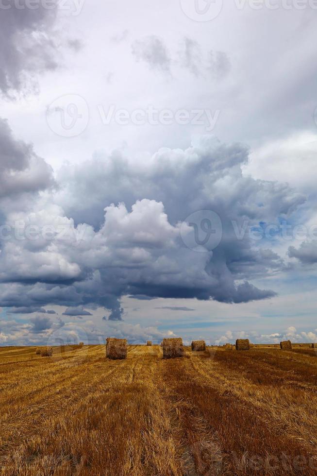 campo de trigo colhido com rolos de feno. foto