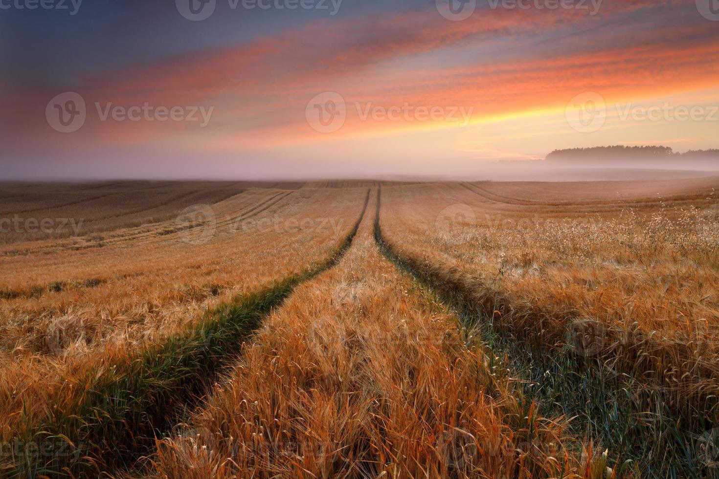 campo de grãos colorido ao nascer do sol com névoa e luz do sol foto