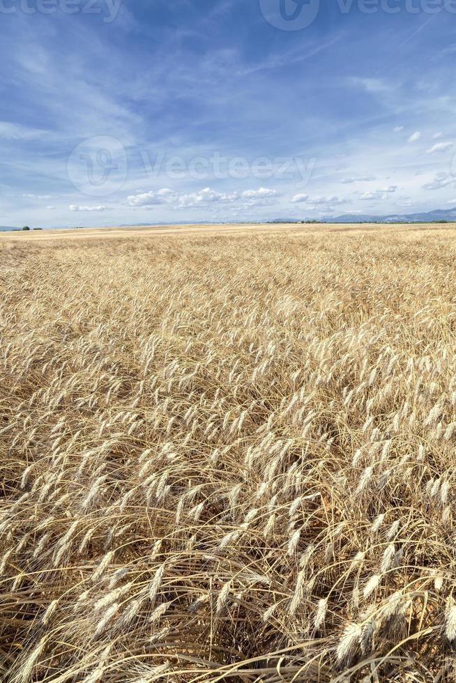 panorama vertical de campos de trigo amarelos foto