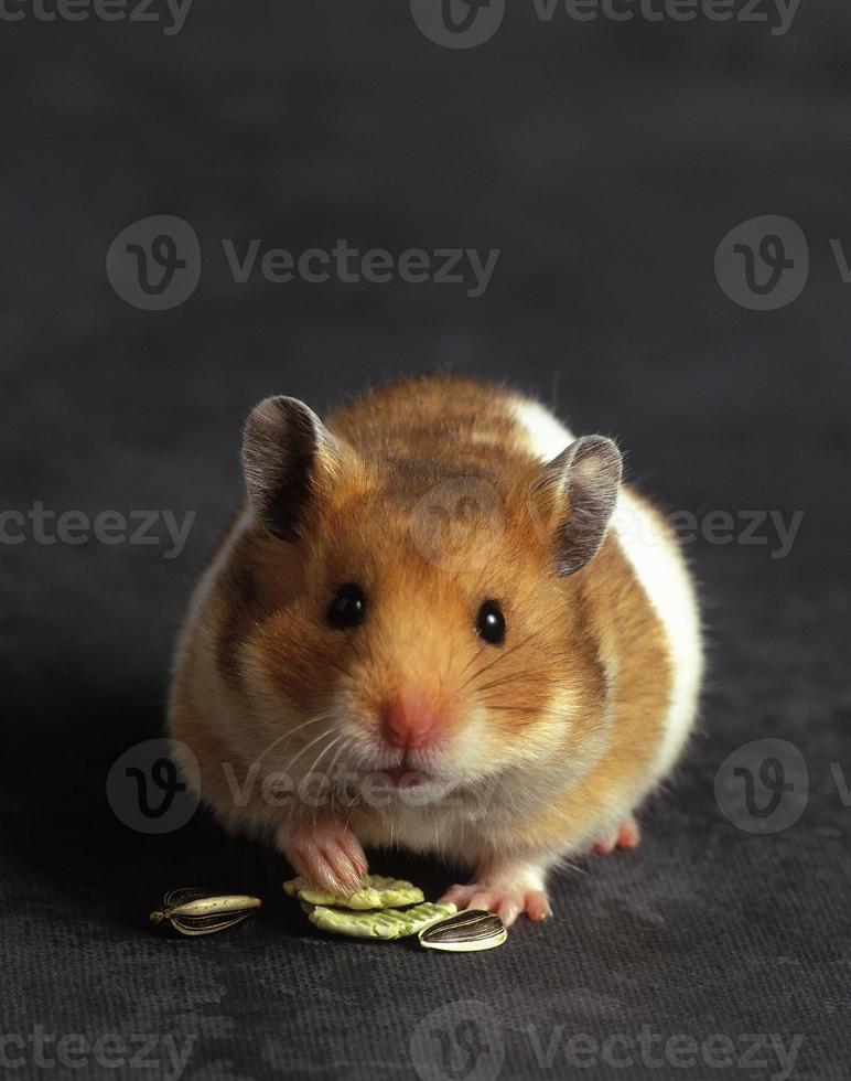 hamster fofo foto