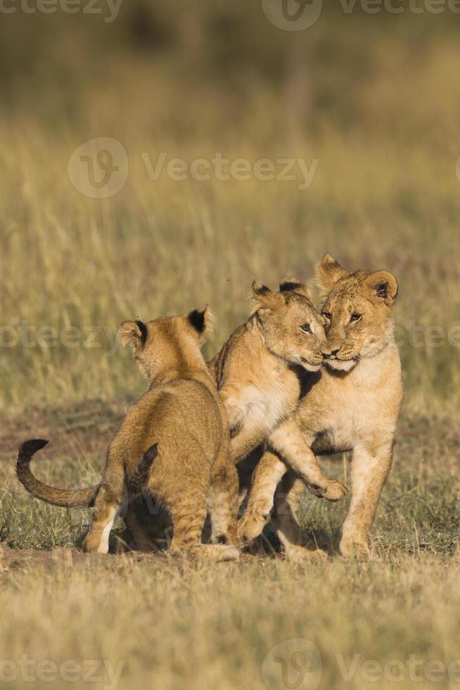 filhotes de leão africano foto