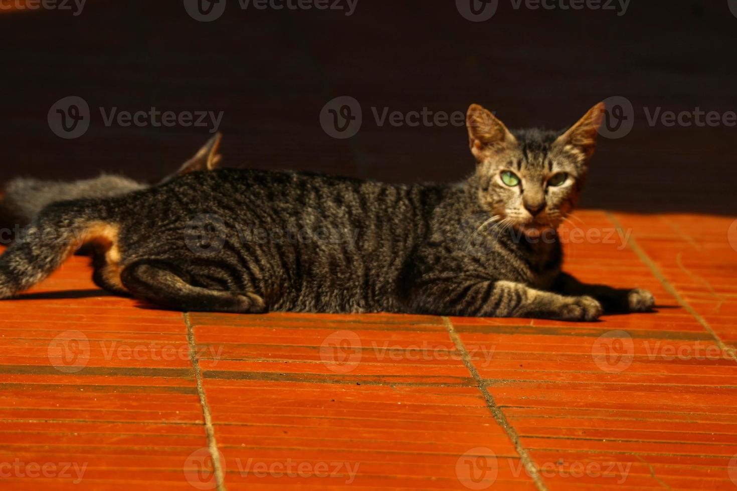 foto de um gato de rua com bokeh.