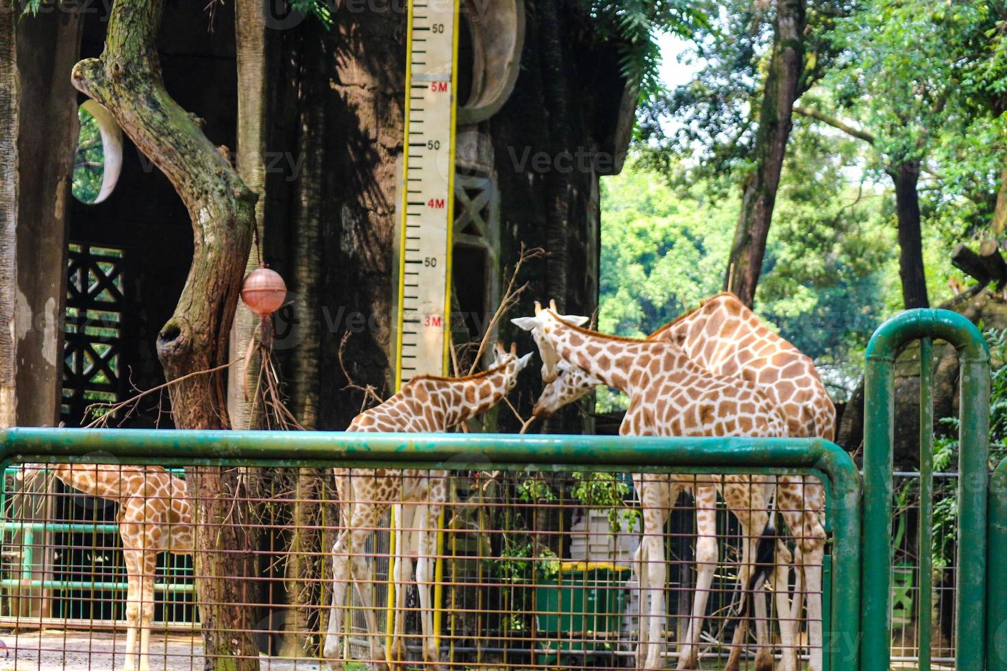 esta é uma foto das girafas no zoológico de ragunan.