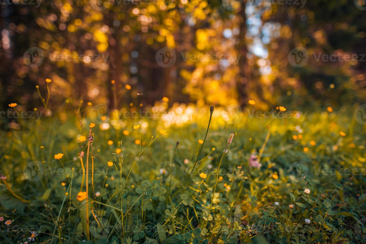 belo campo de floresta colorida natural no início da temporada de outono. prado natureza pôr do sol florescendo flores da margarida, raios de sol feixes. closeup borrão bokeh floresta floresta nature. idílica paisagem floral panorâmica foto