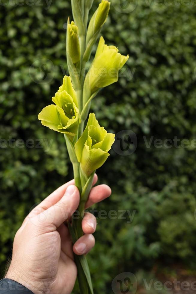 belo gladíolo florescendo com pétalas verdes em uma mão masculina, ao ar livre. foto