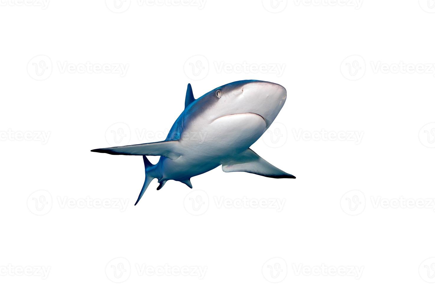 tubarão de ponta negra isolado no fundo branco foto