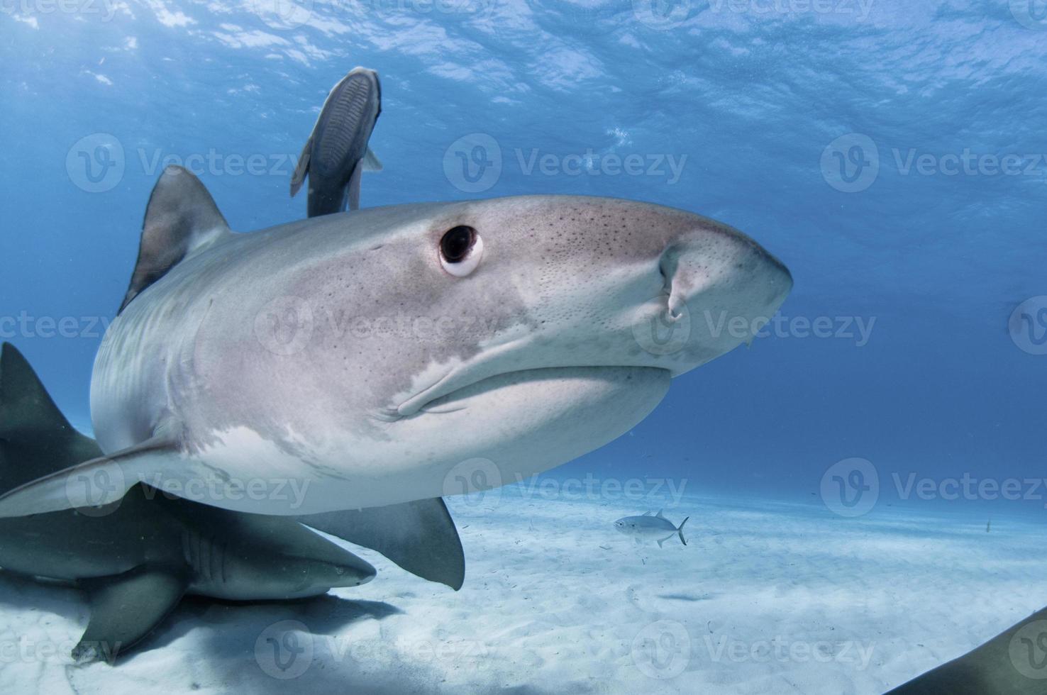 surpresa de tubarão foto