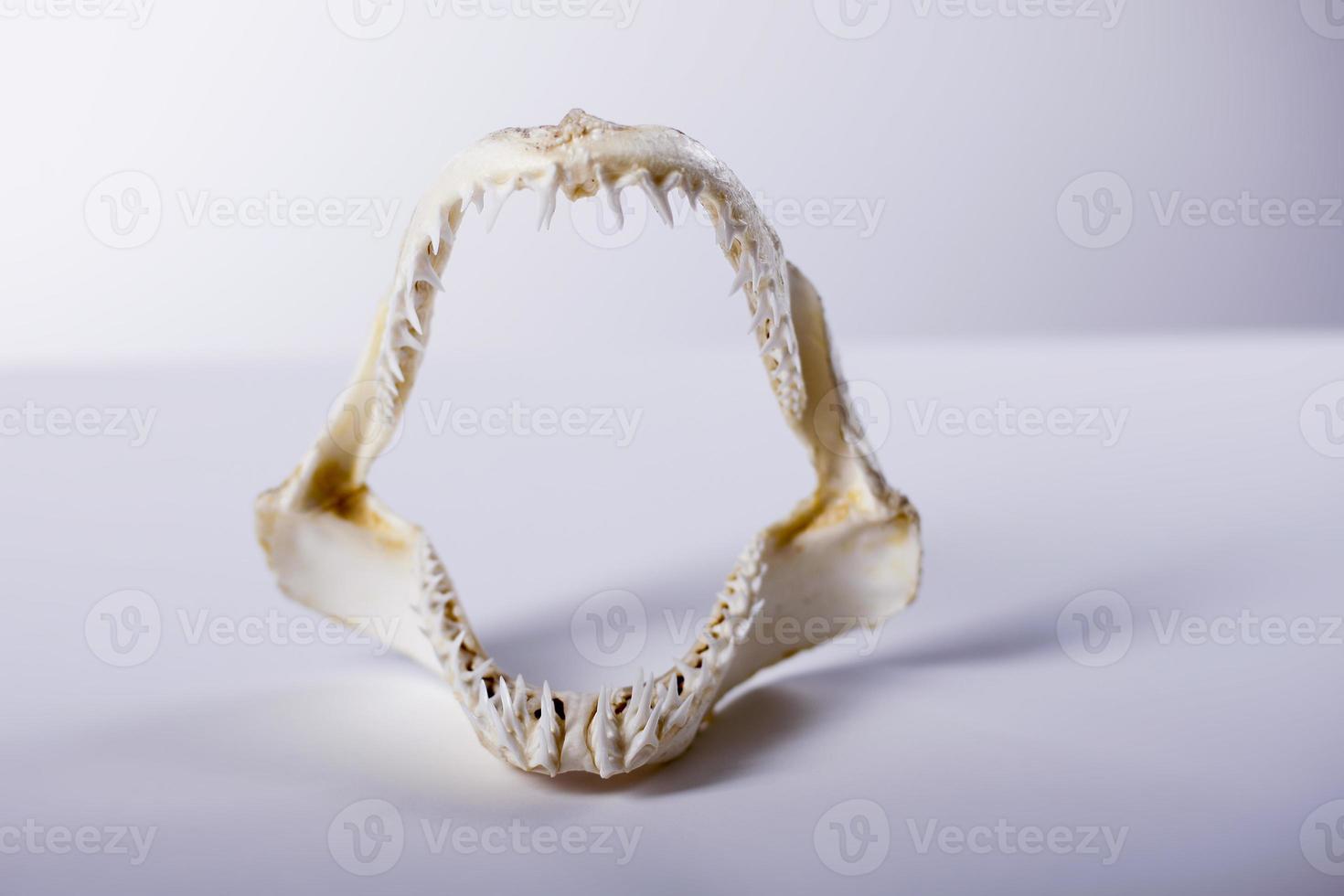 ensaio de estúdio de mandíbulas de tubarão foto