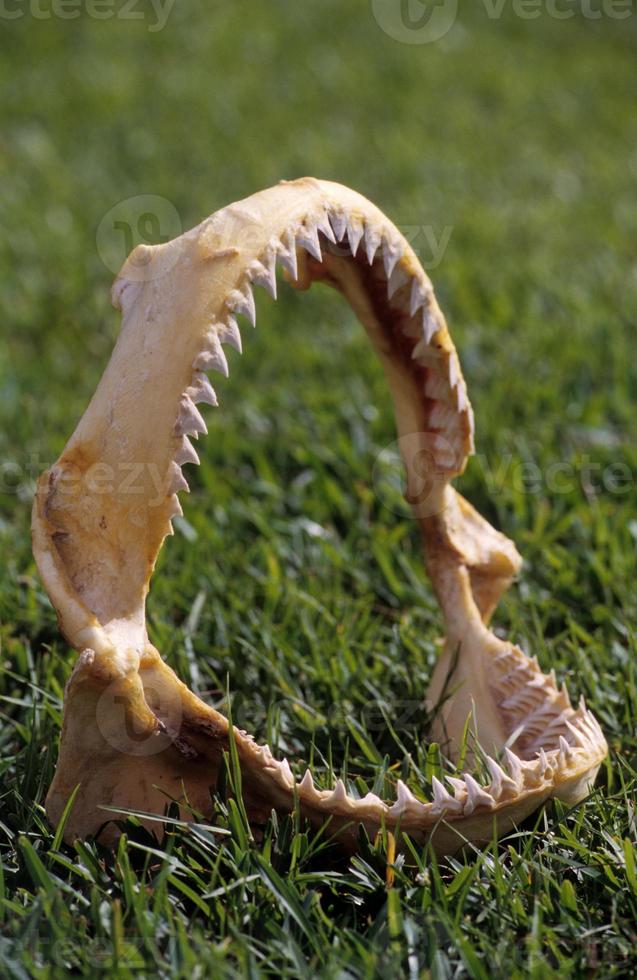 mandíbula de tubarão tigre foto
