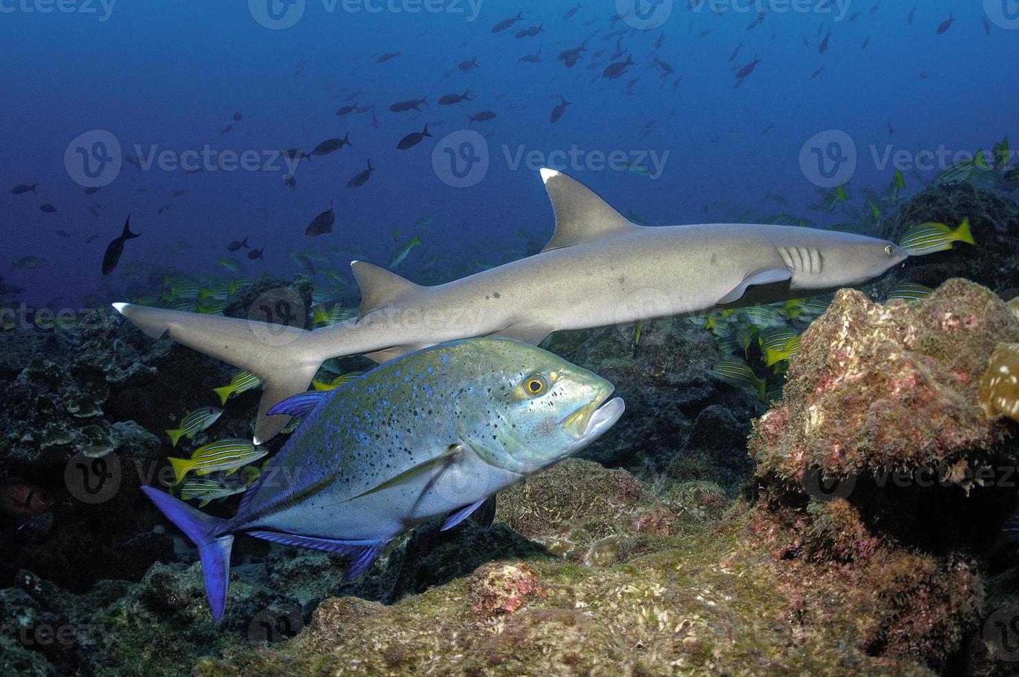 tubarão de recife de whitetip foto