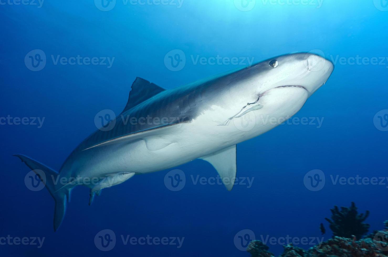 tubarão tigre / galeocerdo cuvieri foto