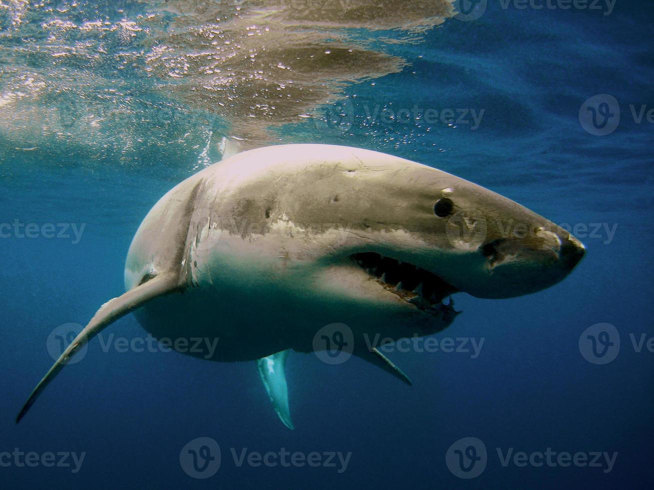 grande tubarão branco foto