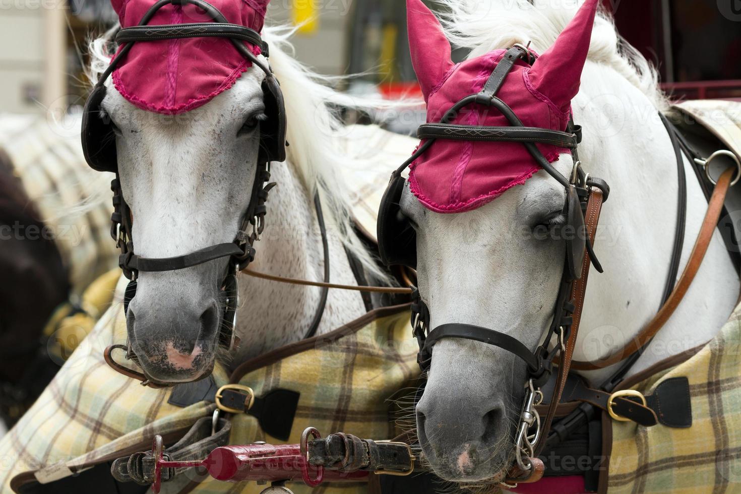 as cabeças de dois cavalos para passeios pela cidade em Viena foto