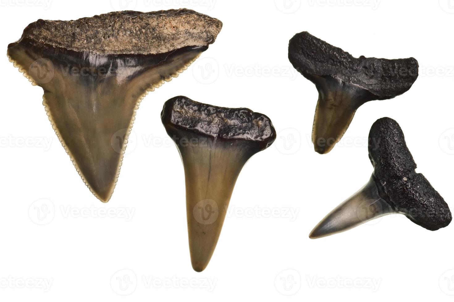 dentes de tubarão fossilizados isolados no branco foto