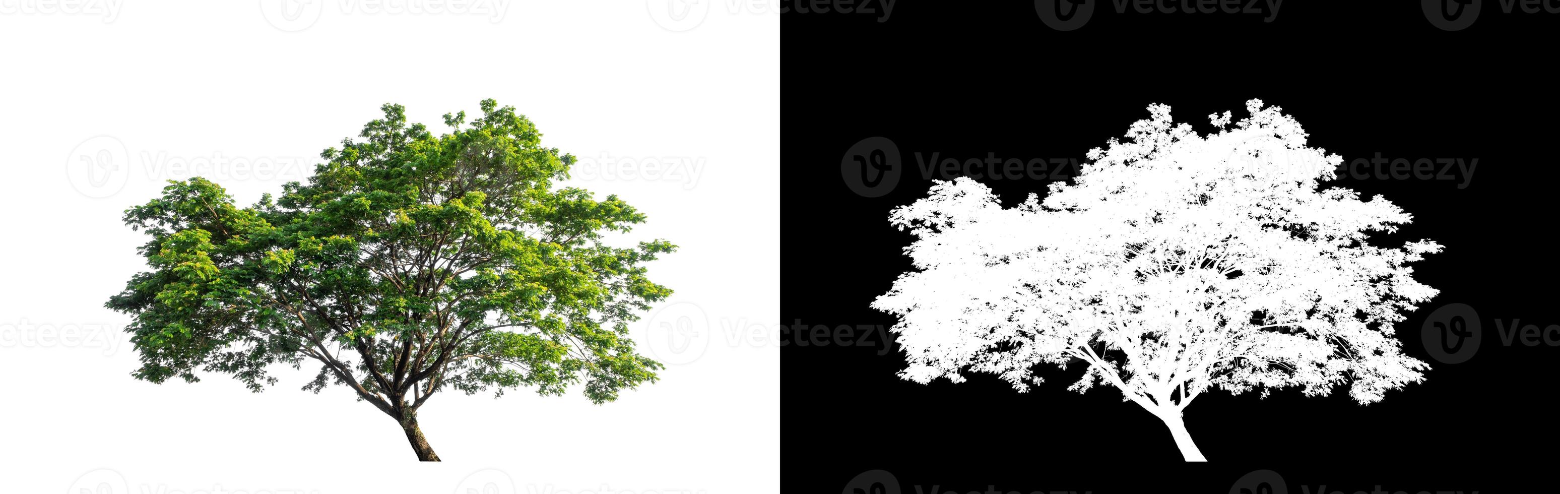 árvore verde isolada em fundo branco com traçado de recorte, única árvore com traçado de recorte e canal alfa em fundo preto foto