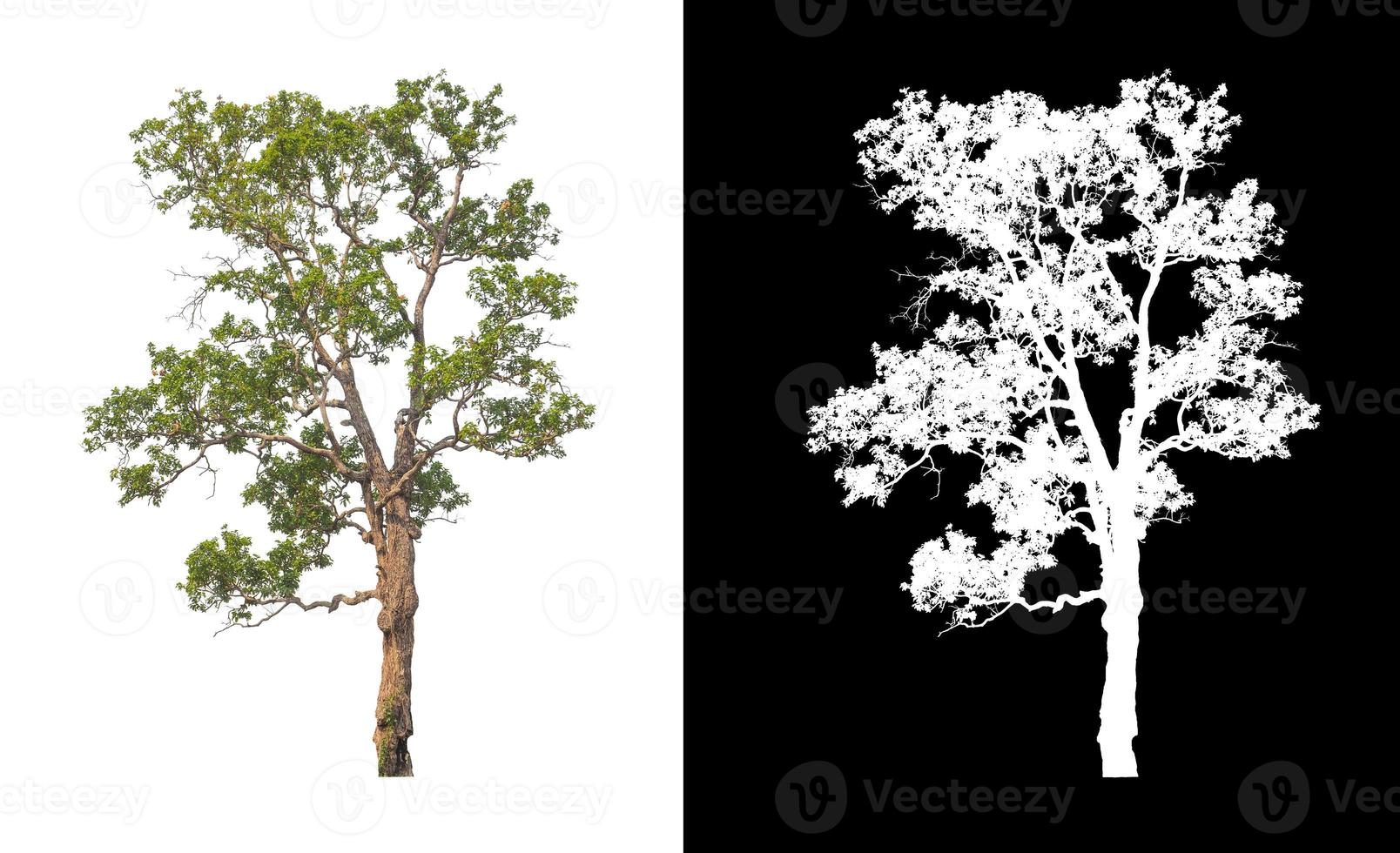 única árvore com traçado de recorte e canal alfa em fundo preto foto