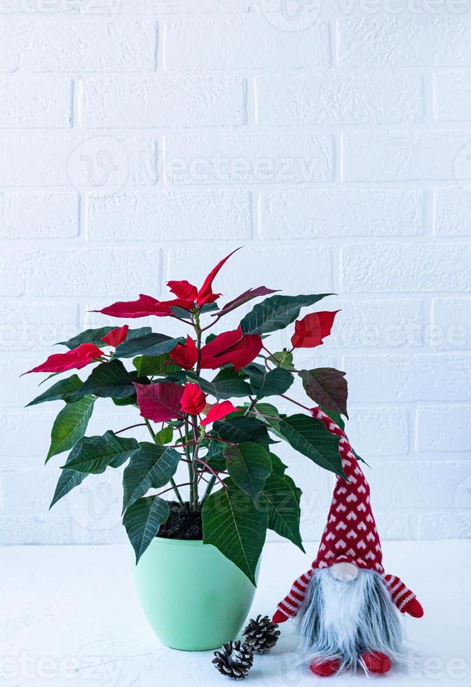 flor vermelha de natal em um pote de cerâmica, gnomo de natal e cones em uma parede de tijolos de fundo branco. interior para o feriado. foto