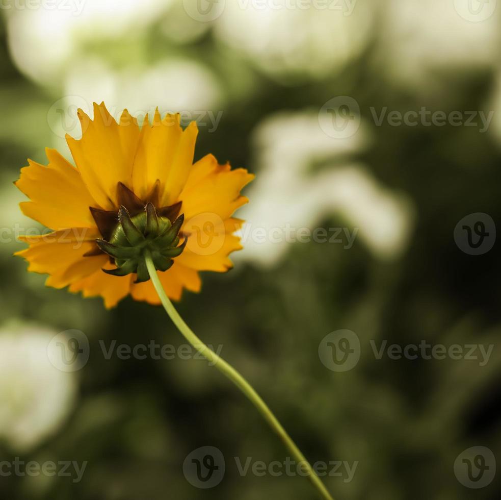 coreópsis das planícies. única flor. vista de trás foto