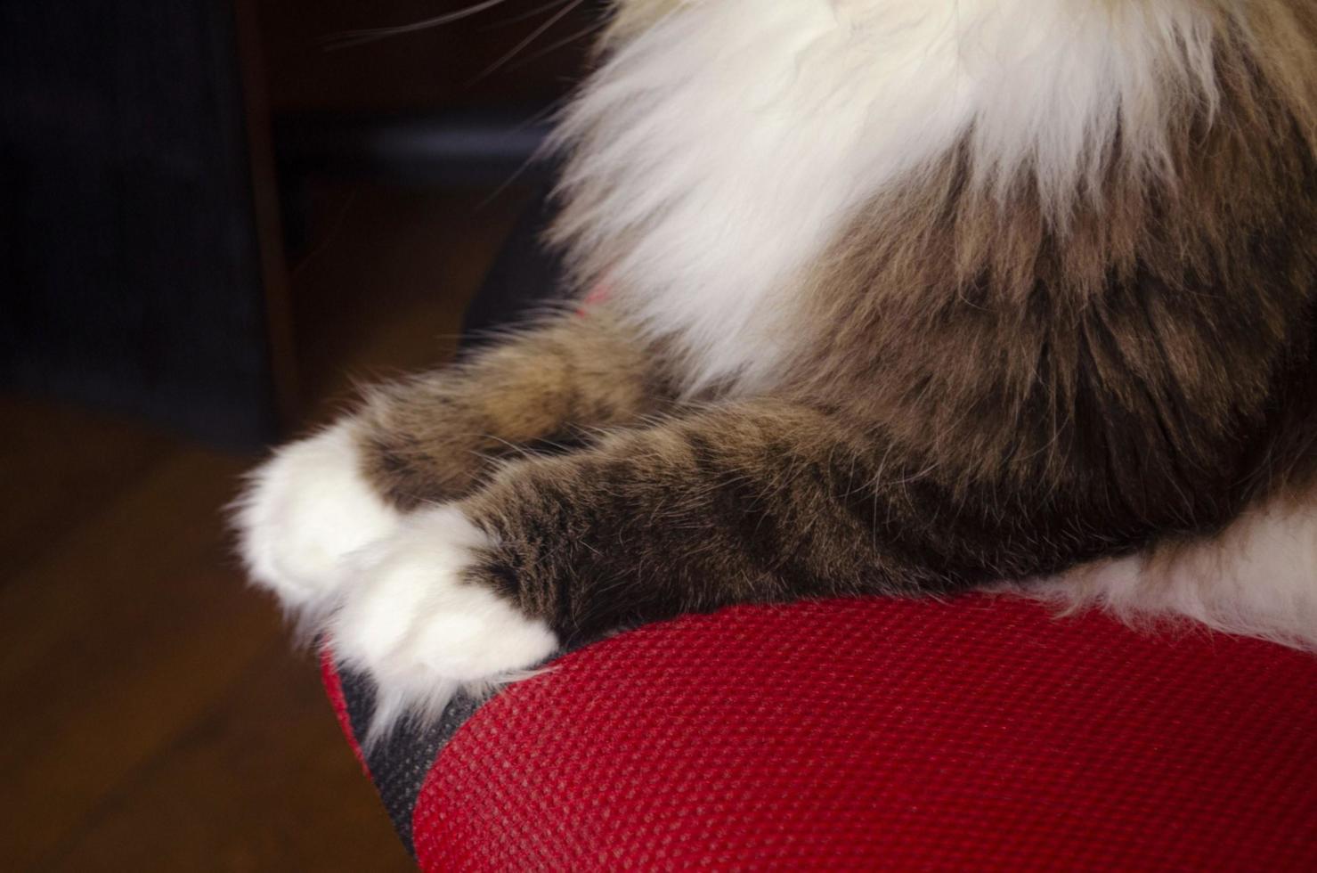 patas de gato branco. gato sentado em uma cadeira vermelha. gato de pelo comprido. patas brancas fofas. foto