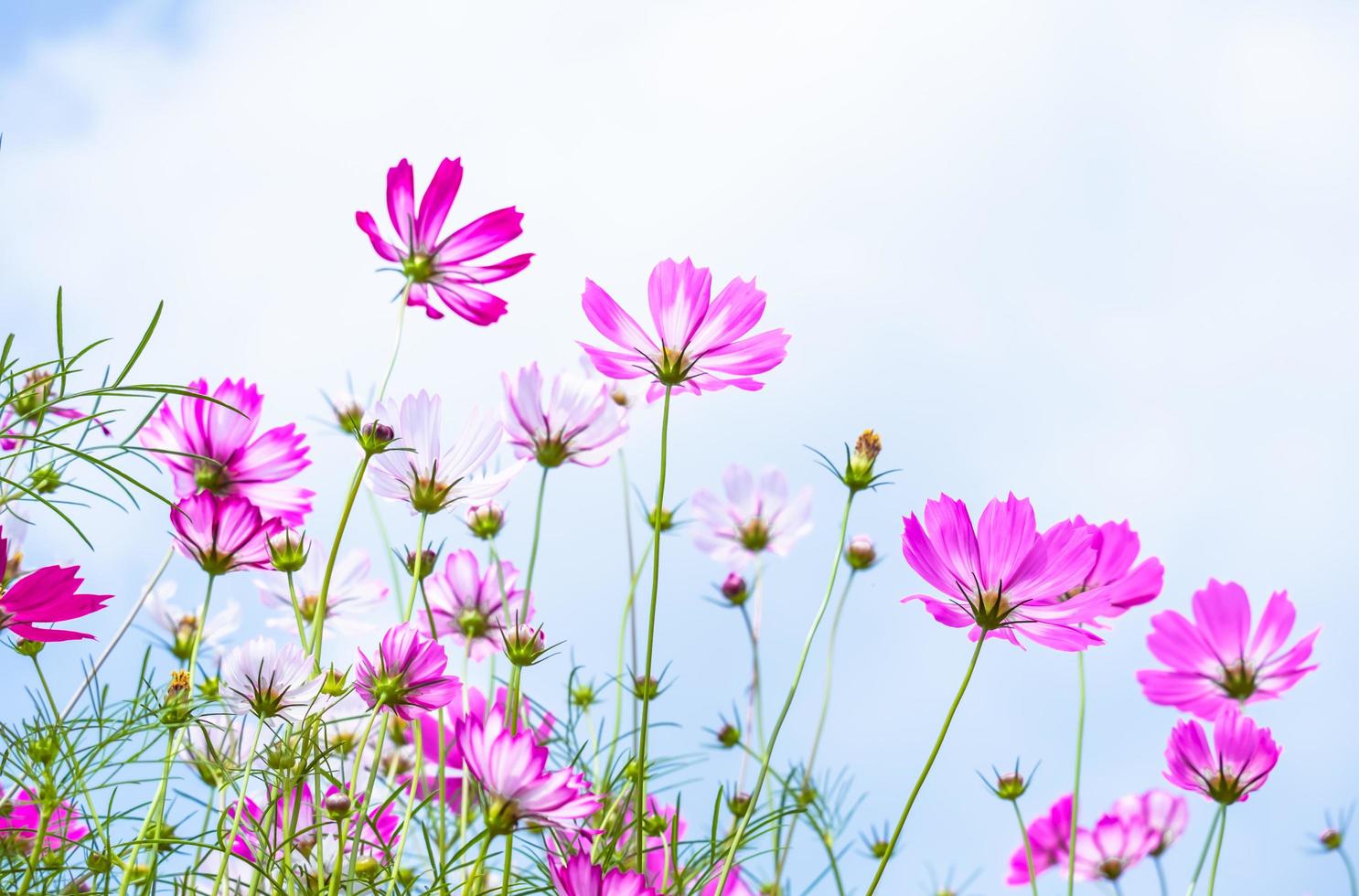 vista de ângulo baixo de plantas com flores cosmos rosa contra o céu azul foto