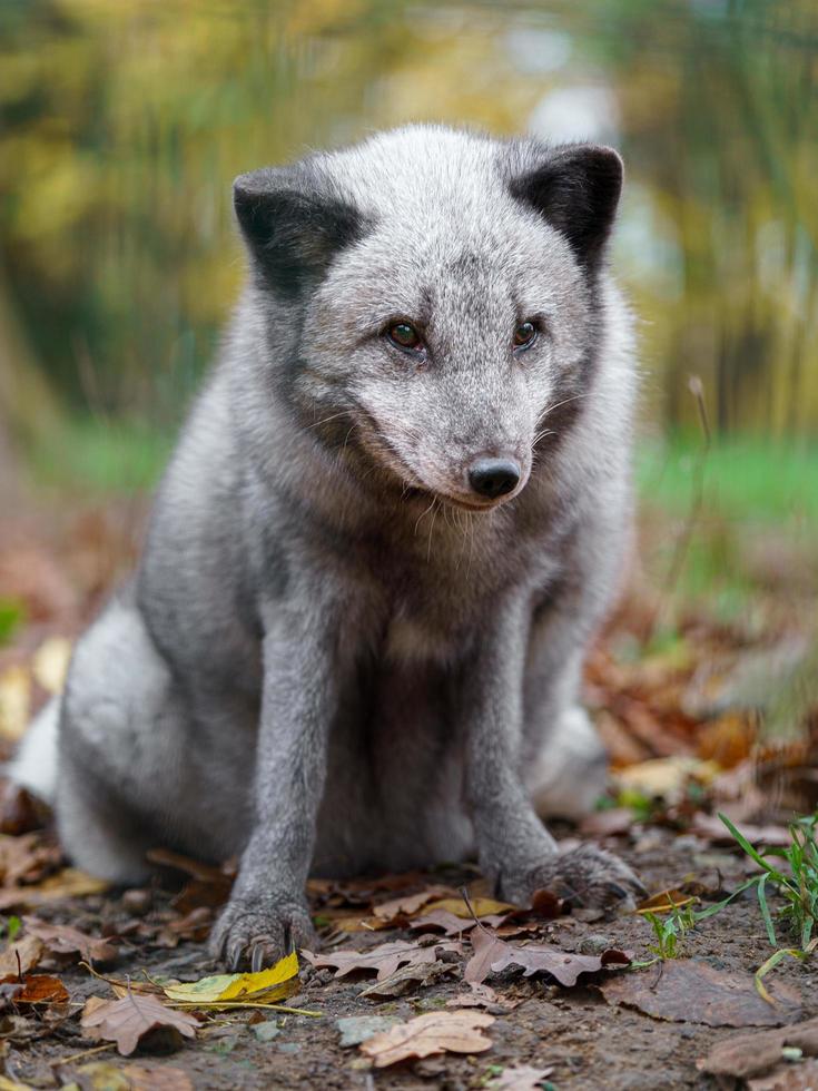 raposa do ártico no zoológico foto