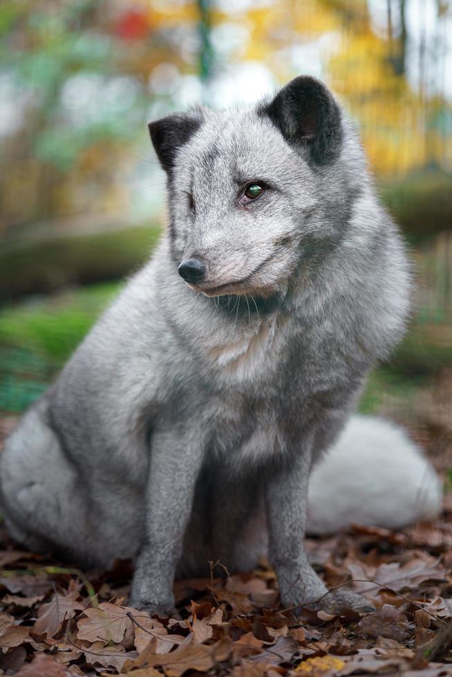 raposa do ártico no zoológico foto