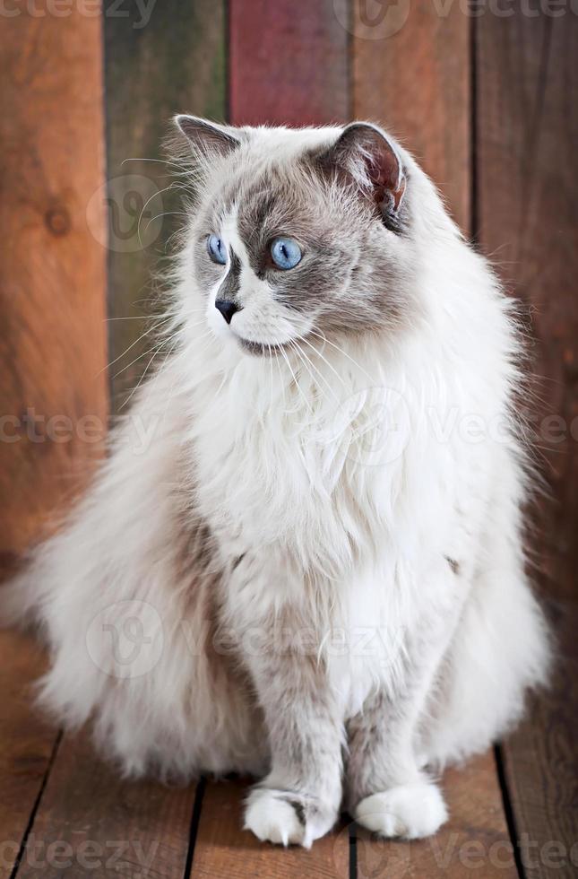 raça de gato ragdoll e um vaso de lírios do vale em um fundo de madeira foto