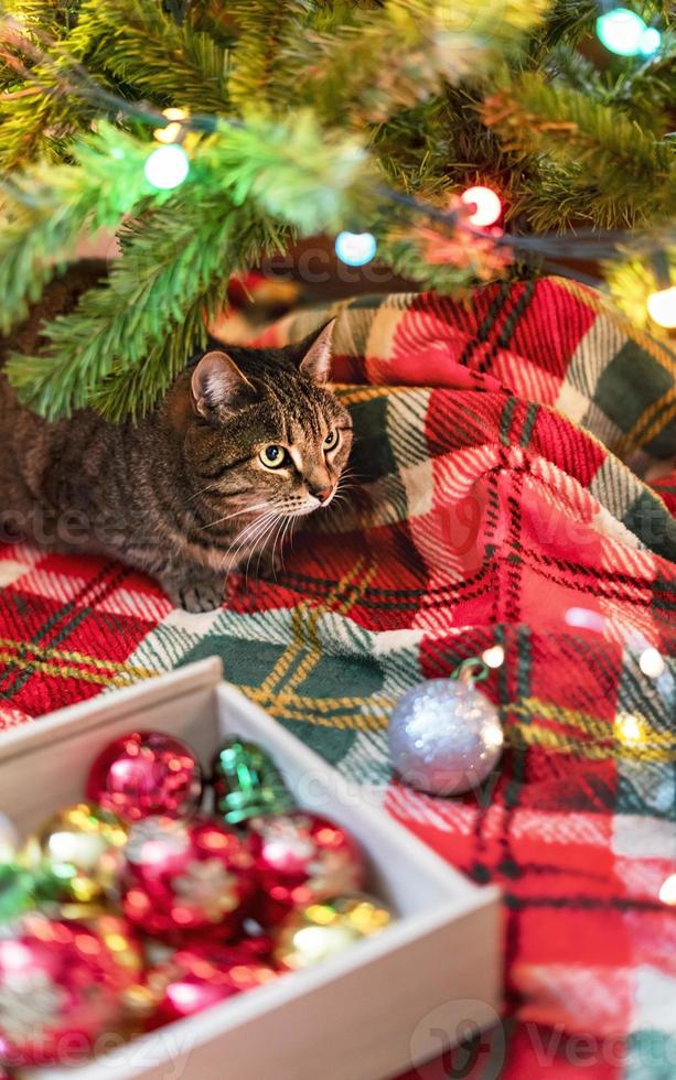 gato listrado de cavala sentado perto da árvore de natal decorada com bolas e luzes de guirlanda no cobertor vermelho decorações de feriados de ano novo chinês foto