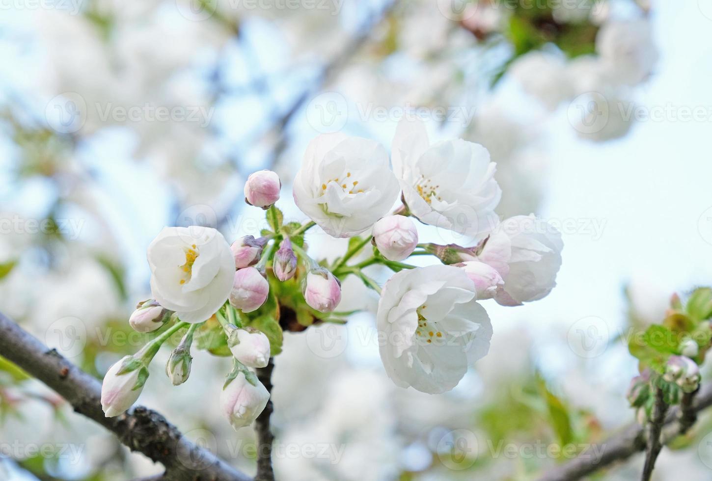 ramo de flores brancas da árvore de ameixa cereja no início da primavera. incrível banner de primavera floral natural ou cartão de felicitações, cartão postal, pôster. foco seletivo foto