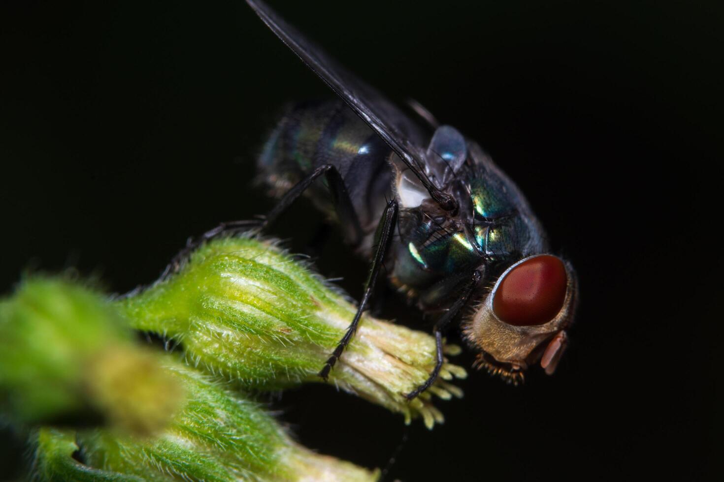 voar macro em fundo preto foto