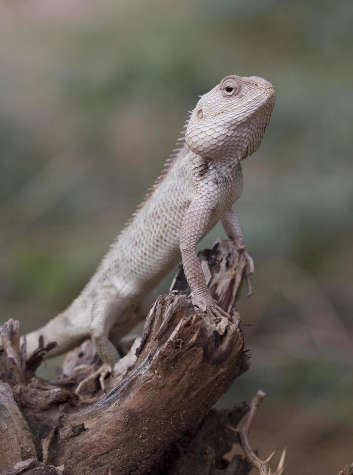 camaleão branco empoleirado foto