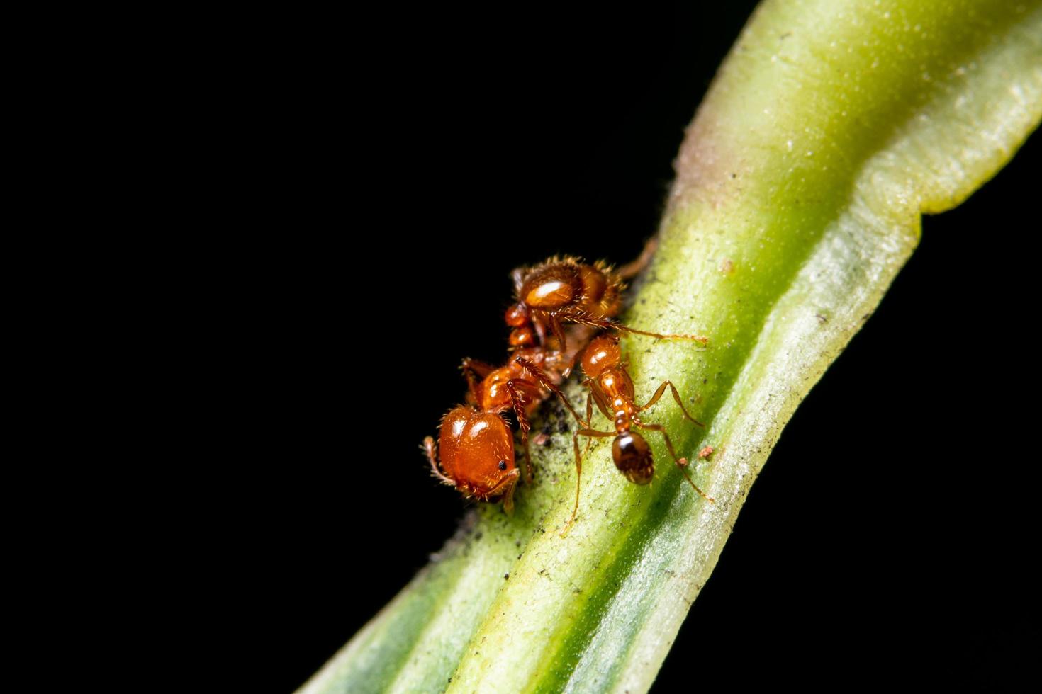 formigas vermelhas em uma planta foto