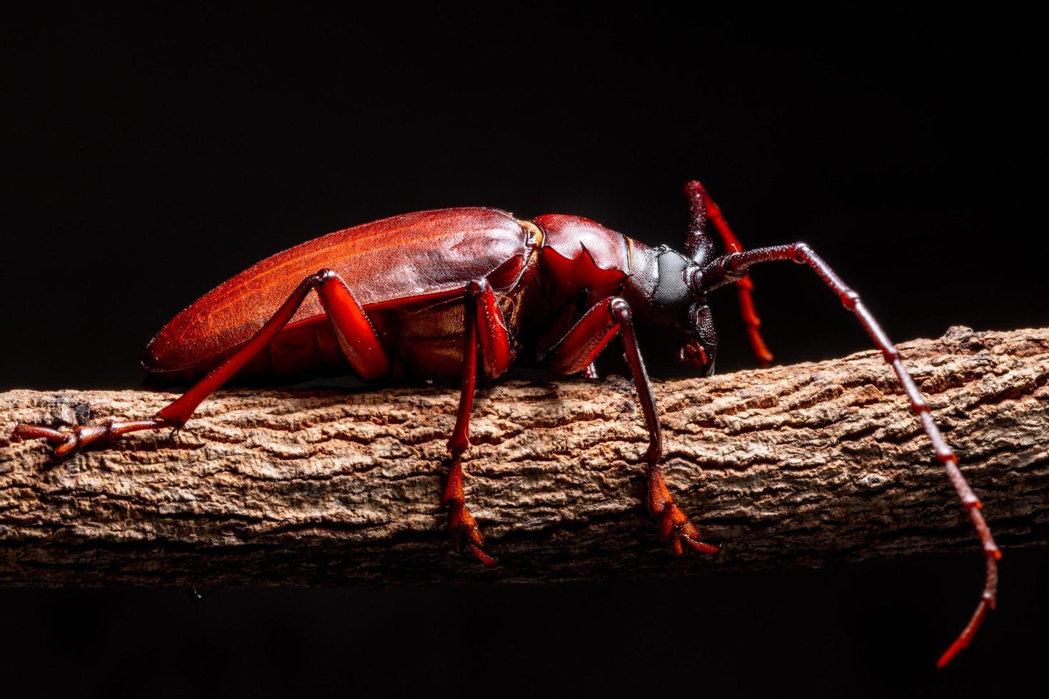 crisomeloidea em uma árvore sobre fundo preto foto