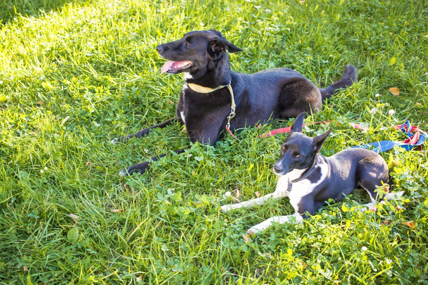 tiro na cabeça de dois cães de fundo verde embaçado. vista de perfil lateral foto