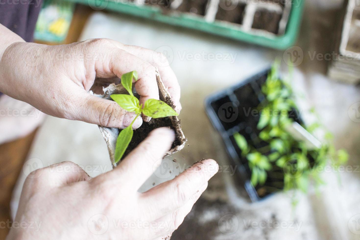 semeadura de plantas bebê, bandejas de buraco negro para mudas agrícolas. o plantio de primavera. mudas precoces, cultivadas a partir de sementes em caixas em casa no parapeito da janela. conceito. maus cuidados com as plantas, flores secas foto