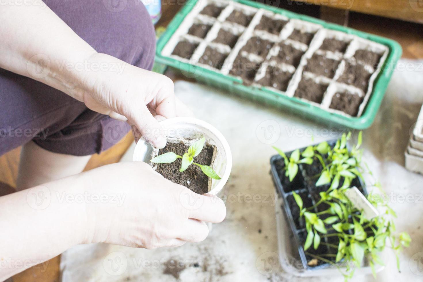 semeadura de plantas bebê, bandejas de buraco negro para mudas agrícolas. o plantio de primavera. mudas precoces, cultivadas a partir de sementes em caixas em casa no parapeito da janela. conceito. maus cuidados com as plantas, flores secas foto