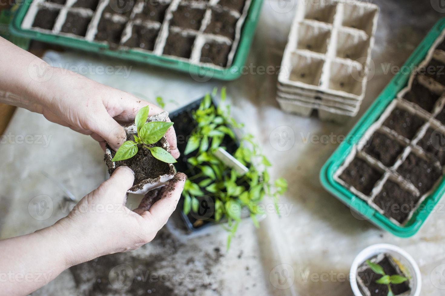 semeadura de plantas bebê, bandejas de buraco negro para mudas agrícolas. o plantio de primavera. mudas precoces, cultivadas a partir de sementes em caixas em casa no parapeito da janela. conceito. maus cuidados com as plantas, flores secas foto