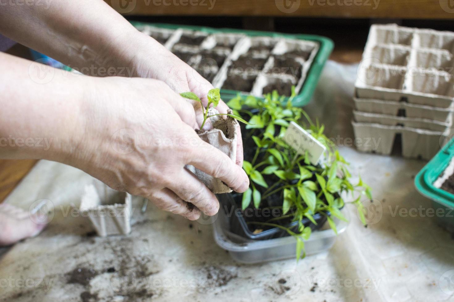 semeadura de plantas bebê, bandejas de buraco negro para mudas agrícolas. o plantio de primavera. mudas precoces, cultivadas a partir de sementes em caixas em casa no parapeito da janela. conceito. maus cuidados com as plantas, flores secas foto