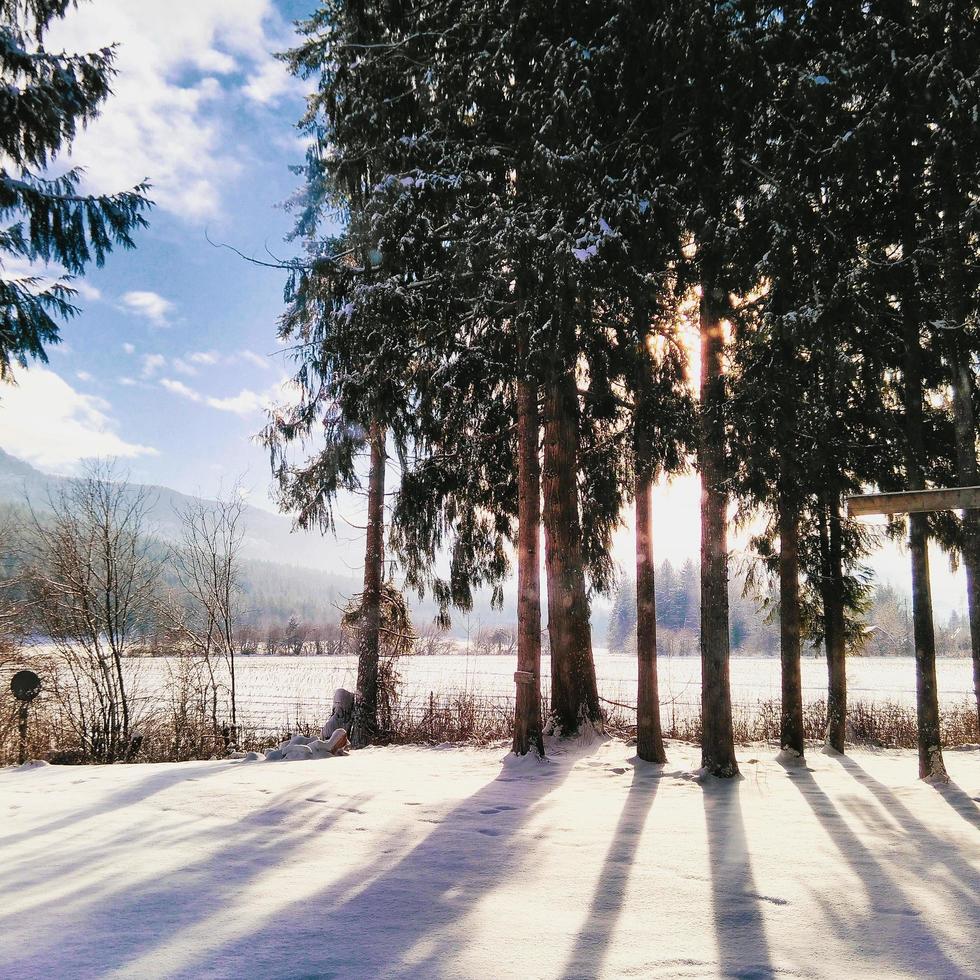 nascer do sol através das árvores e neve foto