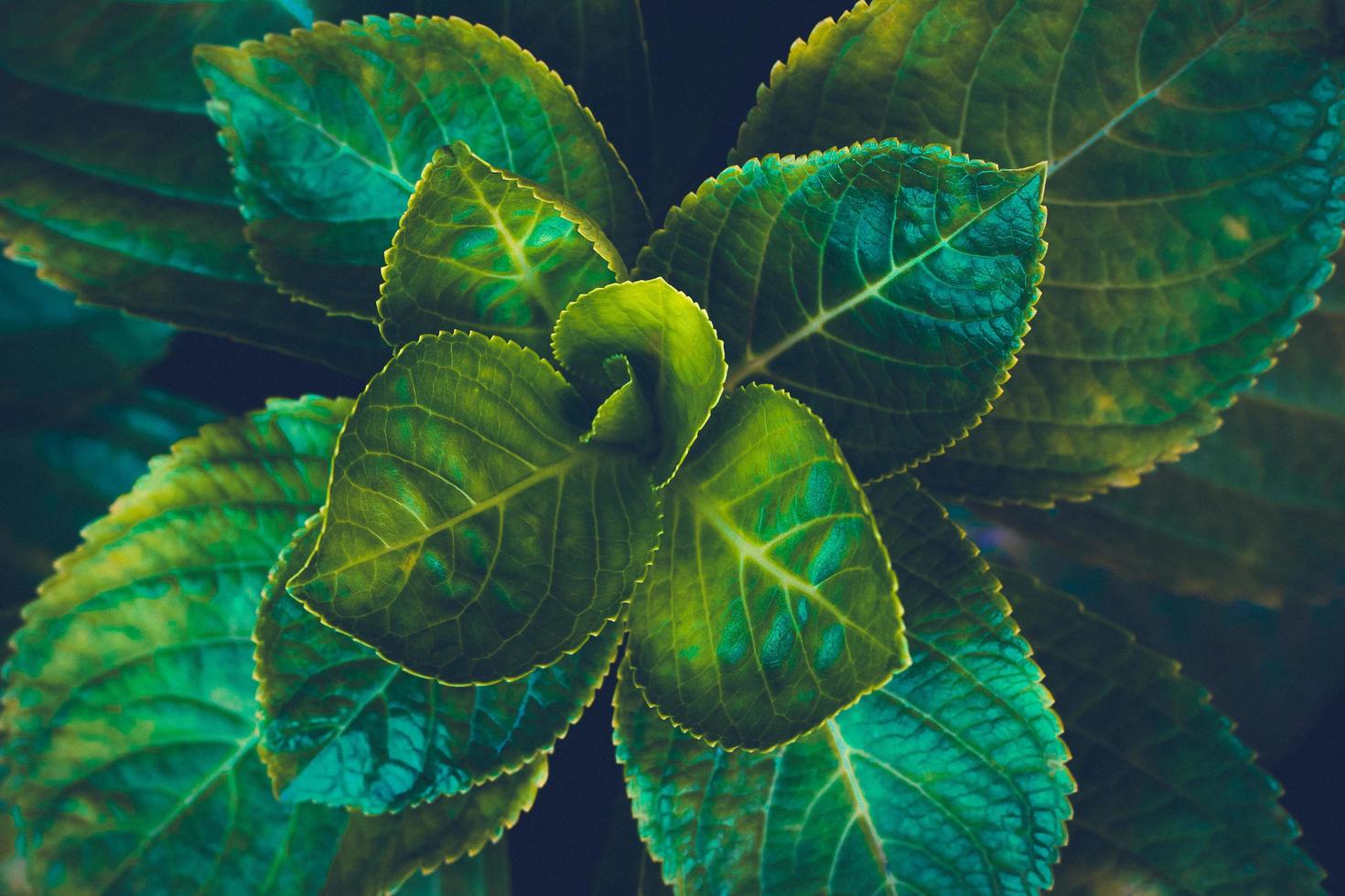 planta folheada verde foto
