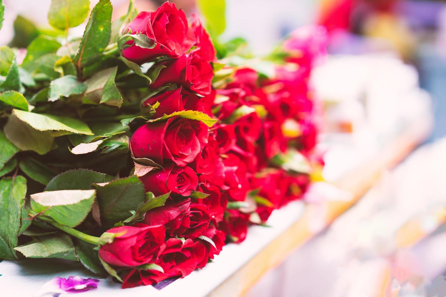 close up de rosas vermelhas foto