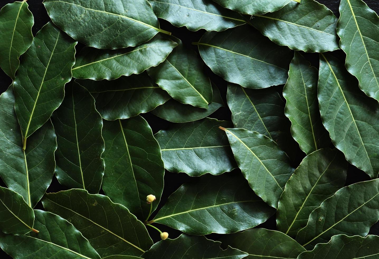 fotografia de folhas de louro para fundo de alimentos foto