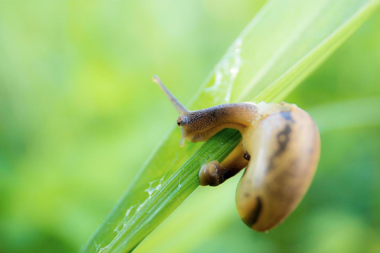 caracol na grama foto