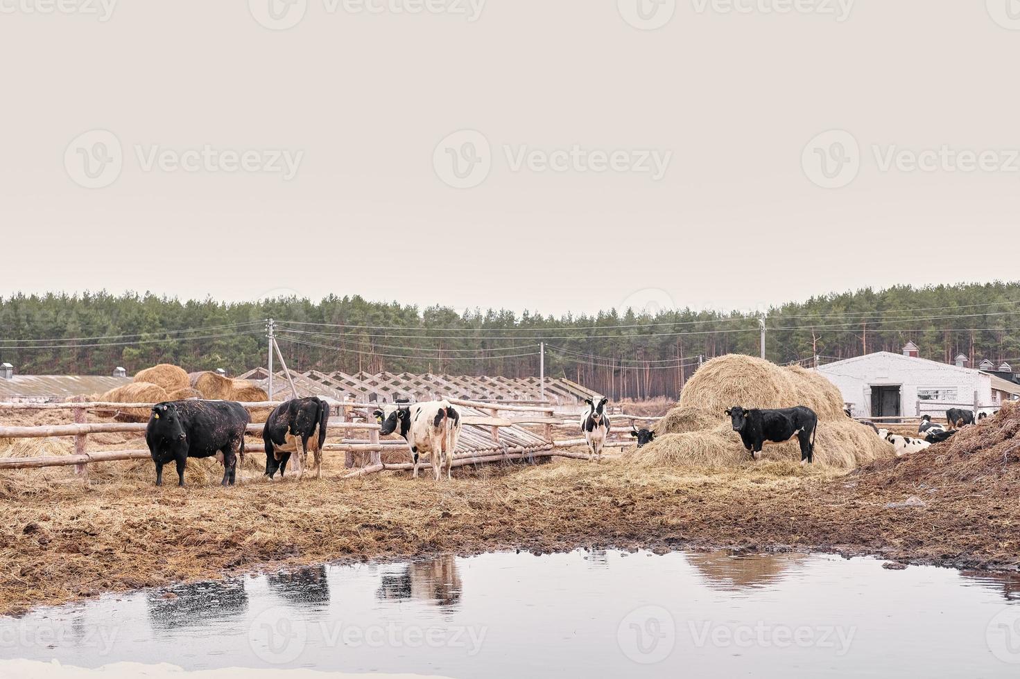 vacas e touros na fazenda no curral. fazenda de gado de rua na primavera. foto