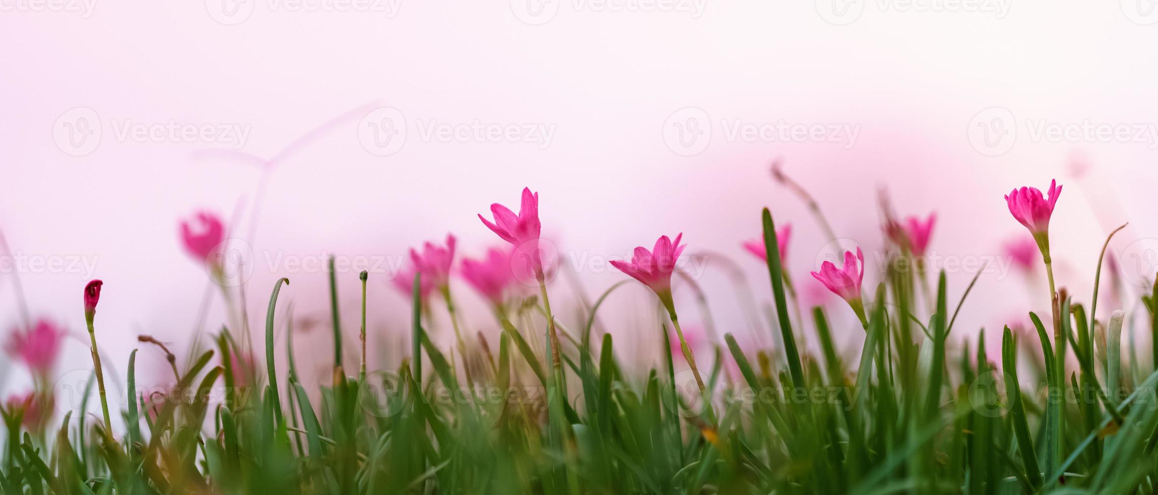 closeup de flor roxa rosa sob a luz do sol com fundo de natureza de folha verde com espaço de cópia usando como plano de fundo paisagem de plantas naturais, conceito de página de capa de papel de parede de ecologia. foto