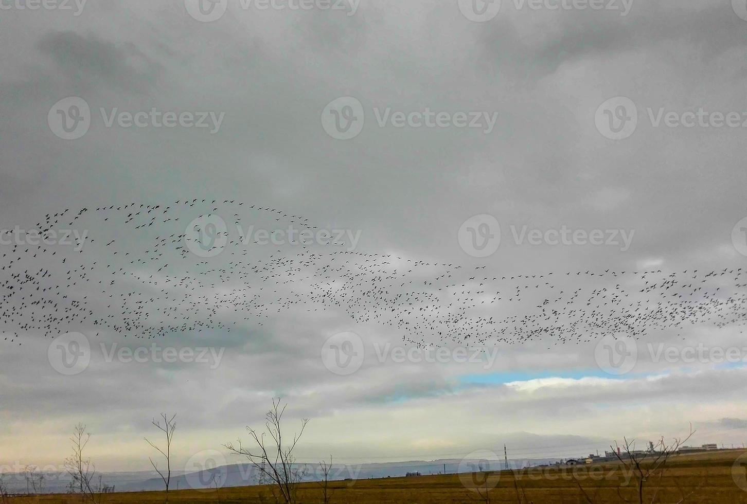 grande bando de pássaros voando. foto