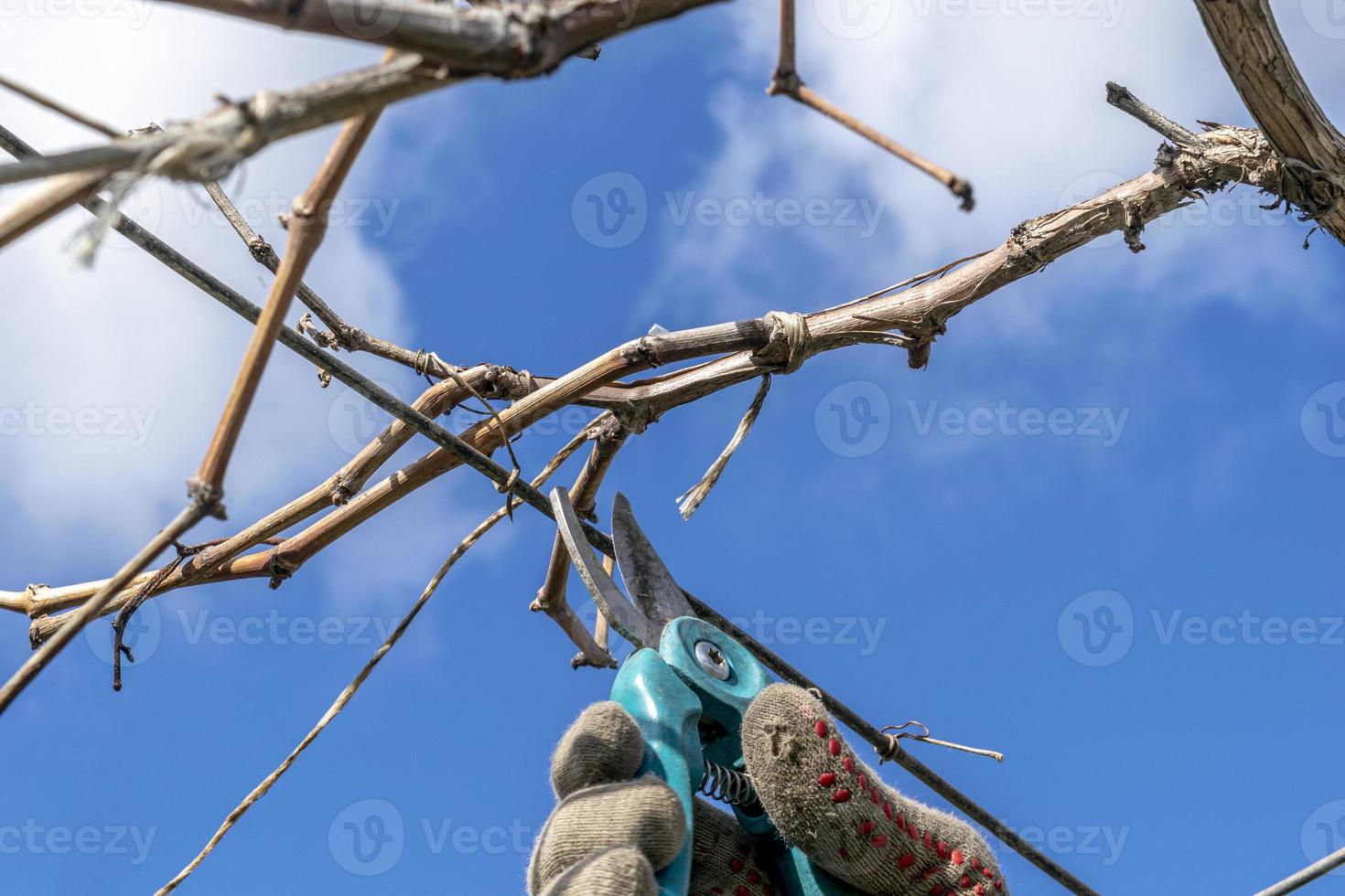 podar um pé de uva, ramo, podar a videira de uvas. horta, formando um pé de uva foto