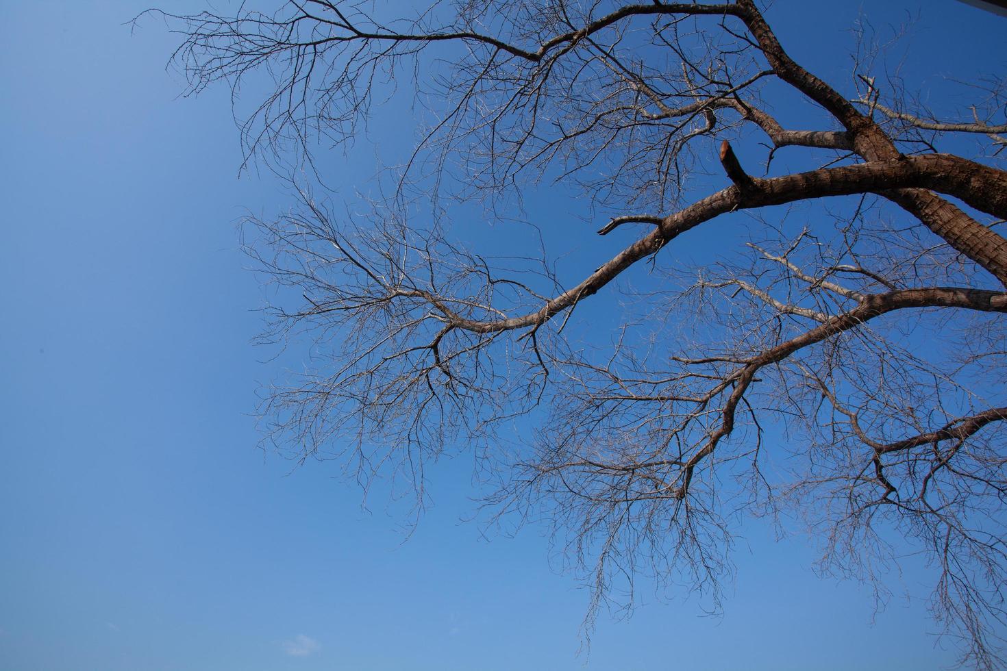 árvore sem folhas com fundo do céu foto