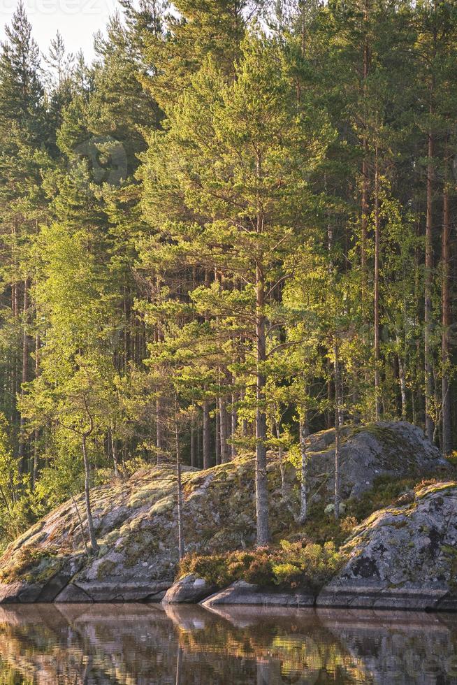 rochas de pedra com coníferas à beira do lago na suécia em smalland. natureza selvagem na Escandinávia foto