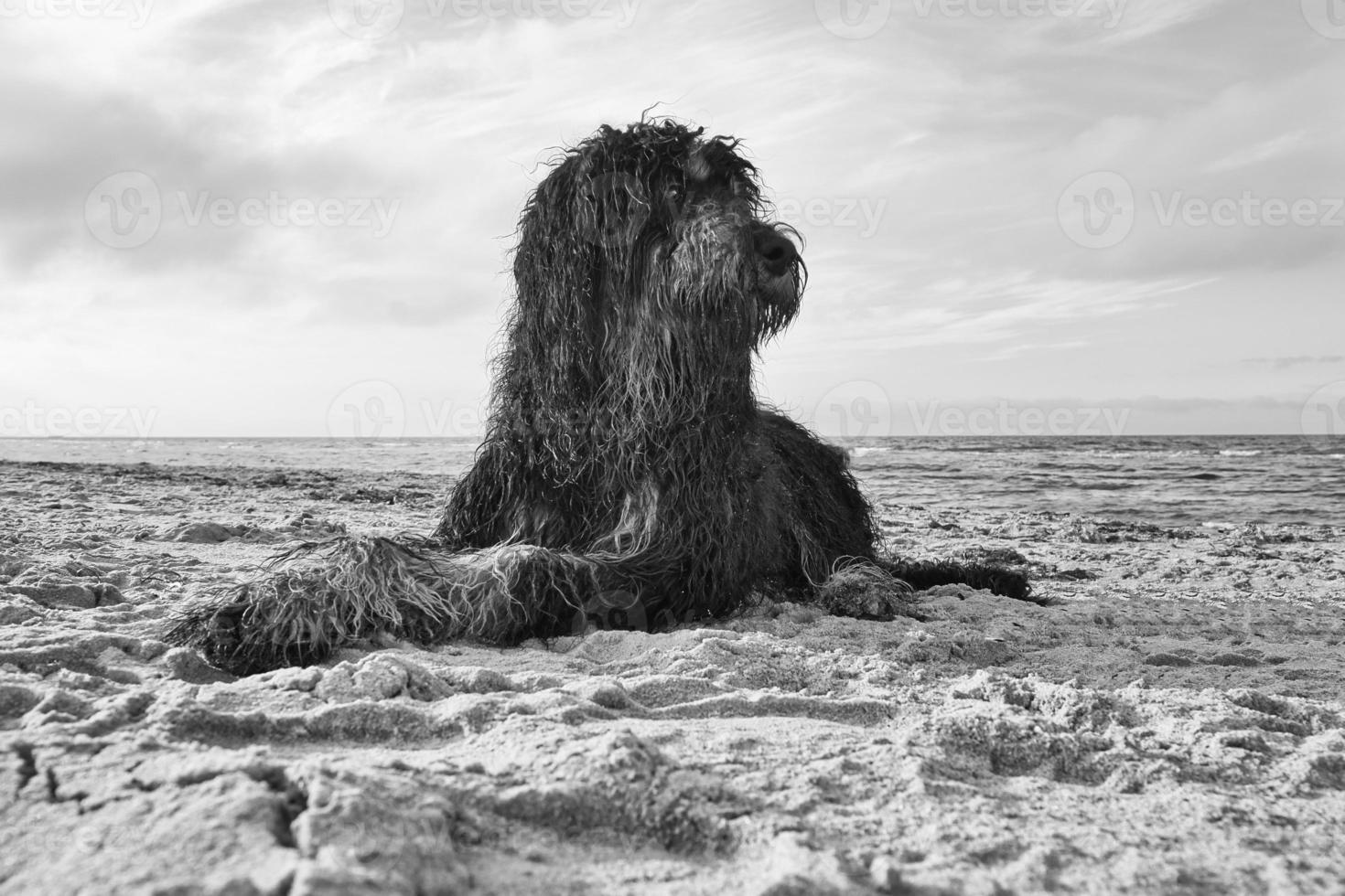 goldendoodle em preto e branco tirado, deitado na areia da praia na dinamarca foto